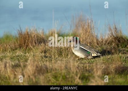 Eurasian Teal Anas crecca, männliches Wandergrasland, Frampton Marsh, Lincolnshire, Großbritannien, März Stockfoto