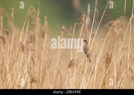 Großer Schilfhüpfer Acrocephalus arundinaceus, erwachsener Mann, der vom Schilfbett singt, Ham Wall, Somerset, Großbritannien, April Stockfoto