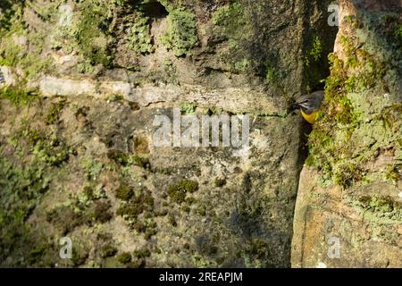 Graues Wagtail Motacilla cinerea, männlicher Erwachsener am Nestplatz, Forest of Dean, Gloucestershire, Großbritannien, April Stockfoto