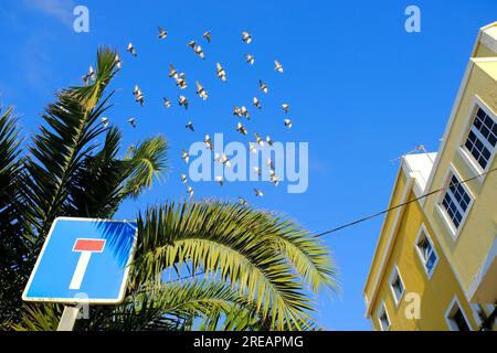 Ein Straßenschild, Ende einer Straße, Sackgasse, Gebäude, Bäume und eine Schar von Pideons in Bewegung am blauen Himmel. Stockfoto