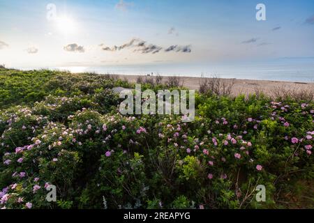 Greenwich, Prince Edward Island National Park Stockfoto