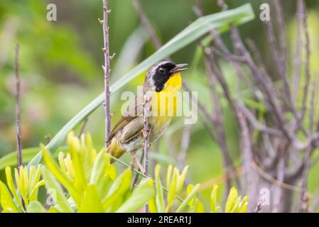 Männlicher Gelbhals (Geothlypis trichas) im Sommer Stockfoto