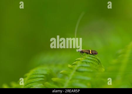 Gelbschnürender Langhorn-Nemophora degeerella, Imago aus Bracken Frond, Exmoor National Park, Somerset, Großbritannien, Mai Stockfoto