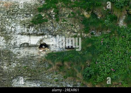 Northern fulmar Fulmarus glacialis, Erwachsener inkubiert auf Nest, Bempon Cliffs, East Riding of Yorkshire, Großbritannien, Mai Stockfoto