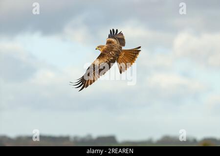 Red Dite Milvus milvus, Erwachsener im Flug, Berwick Bassett, Wiltshire, Großbritannien, Januar Stockfoto