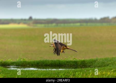 Red Dite Milvus milvus, Erwachsener im Flug, Berwick Bassett, Wiltshire, Großbritannien, Januar Stockfoto