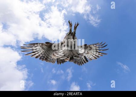 Verreaux's Eagle Owl Ketupa lactea (gefangen), Erwachsene Frau im Flug, Hawk Conservancy Trust, Hampshire, Großbritannien, April Stockfoto