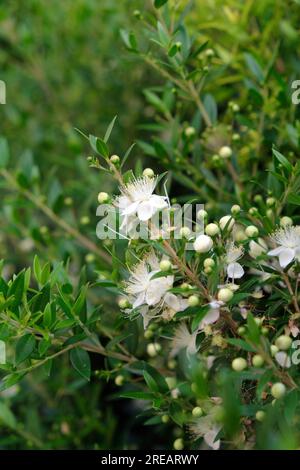 Myrtus communis, Blütenpflanze der gewöhnlichen Myrtle, beliebt wegen der entzündungshemmenden Eigenschaften ihrer ätherischen Öle. Stockfoto