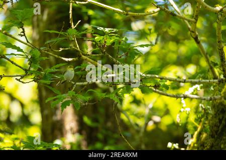 Holzstampfer Phylloscopus sibilatrix, männlicher Erwachsener, hoch oben im Walddach, Exmoor National Park, Somerset, Großbritannien, Mai Stockfoto