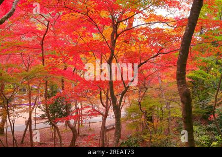 Der Zuihoji-Park im Herbst Stockfoto