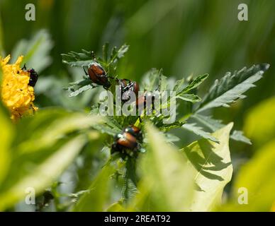 Japanischer Käfer, der eine Marigold-Pflanze isst Stockfoto