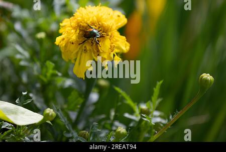 Japanischer Käfer, der eine Marigold-Pflanze isst Stockfoto