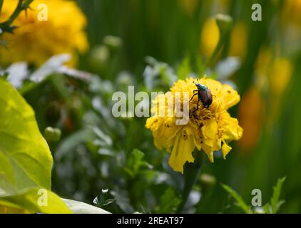 Japanischer Käfer, der eine Marigold-Pflanze isst Stockfoto