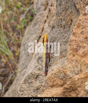 Das lebhafte Peninsular Rock Agama liegt auf einem zerklüfteten Felsen und zeigt seine agile Haltung und natürliche Schönheit in seinem trockenen Lebensraum. Stockfoto