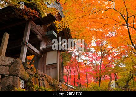 Der Zuihoji-Park im Herbst Stockfoto