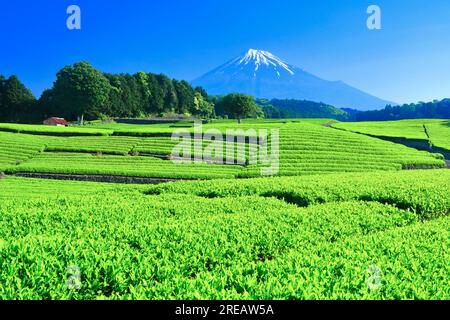 Mt. Fuji und Teefeld Stockfoto