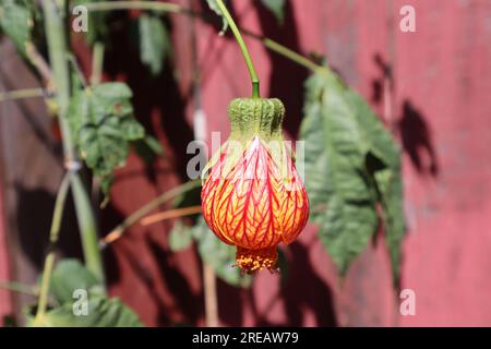 Nahaufnahme der chinesischen Laternenblume. Hausgemachte chinesische Laternenblüten. Das Bild wurde an einem schönen Sommertag aufgenommen. Stockfoto