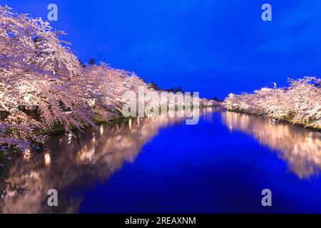 Aufleuchtende Kirschblüten im Schloss Hirosaki Stockfoto