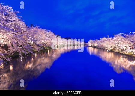 Aufleuchtende Kirschblüten im Schloss Hirosaki Stockfoto