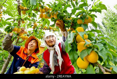 ZHANGYE, CHINA - 26. JULI 2023 - Arbeiter pflücken reife Aprikosen in der Stadt Zhangye, Provinz Gansu, China, 26. Juli 2023. Stockfoto