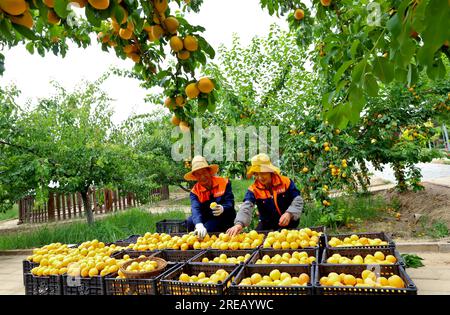 ZHANGYE, CHINA - 26. JULI 2023 - Arbeiter wählen Pflaumenpflaumen in Zhangye, Provinz Gansu, China, 26. Juli 2023. Stockfoto