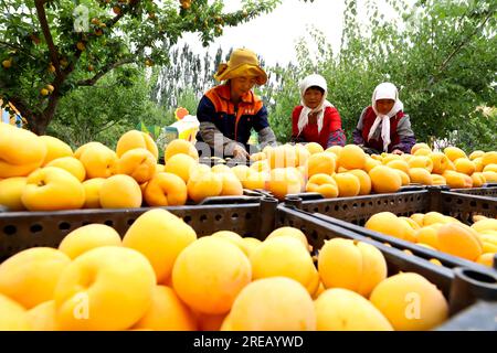 ZHANGYE, CHINA - 26. JULI 2023 - Arbeiter wählen Aprikosenpflaumen aus, die in der Stadt Zhangye, Provinz Gansu, China, 26. Juli 2023 gepflückt wurden. Stockfoto