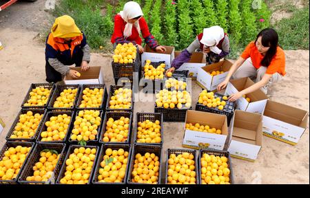 ZHANGYE, CHINA - 26. JULI 2023 - Arbeiter packen gepflückte Aprikosenpflaumen in Zhangye, Provinz Gansu, China, 26. Juli 2023. Stockfoto