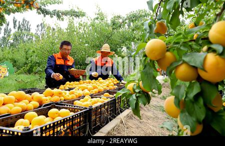 ZHANGYE, CHINA - 26. JULI 2023 - Arbeiter wählen Pflaumenpflaumen in Zhangye, Provinz Gansu, China, 26. Juli 2023. Stockfoto