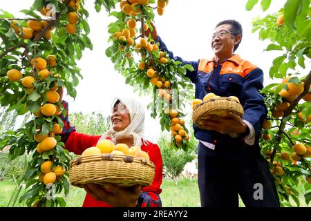 ZHANGYE, CHINA - 26. JULI 2023 - Arbeiter pflücken reife Aprikosen in der Stadt Zhangye, Provinz Gansu, China, 26. Juli 2023. Stockfoto