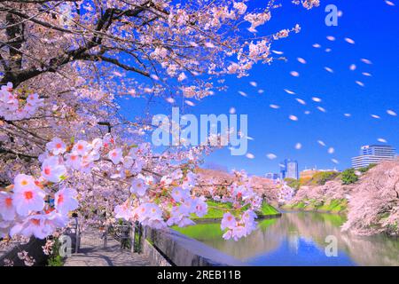Chidorigafuchi Park mit Kirschblüten Stockfoto