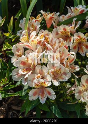 Nahaufnahme der leuchtenden und farbenfrohen orangefarbenen gelben und cremeweißen Blüten der Alstroemeria, auch bekannt als peruanische Lilie oder Lilie der im Garten blühenden Inkas Stockfoto