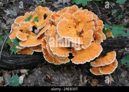 Hähnchenpilze mit Ahornblättern im Hintergrund im Camp Ground Road Woods in des Plaines, Illinoi Stockfoto