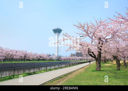 Kirschblüten im Goryokaku Park und Goryokaku Tower Stockfoto