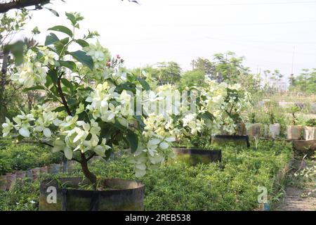 Malabar-Nussblütenpflanze auf dem Hof für die Ernte ist Baranbau Stockfoto