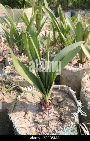 die marihuana-Blumenpflanze von drimia auf dem Hof zur Ernte ist eine Geldpflanze Stockfoto