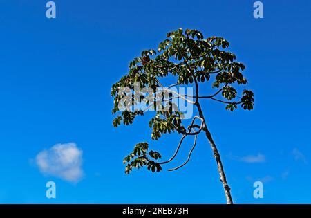 Schlangenholzbaum (Cecropia peltata) in Teresopolis, Rio de Janeiro, Brasilien Stockfoto