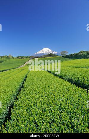 Berg Fuji und eine Teeplantage Stockfoto