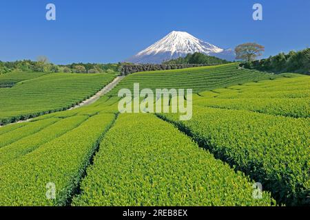 Berg Fuji und eine Teeplantage Stockfoto