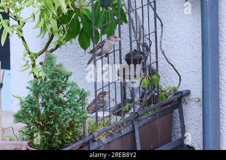 Berlin, Deutschland. 26. Juli 2023. Zwei Hausspatzen sitzen auf einem Balkon in Berlin Mitte. Laut Ornithologe Sieste ist die Abdichtung von Oberflächen derzeit die größte Bedrohung für Vögel in Berlin. Da immer mehr Gebiete aufgebaut werden, wird der Lebensraum der Vögel in der Stadt immer kleiner. Kredit: Annette Riedl/dpa/Alamy Live News Stockfoto