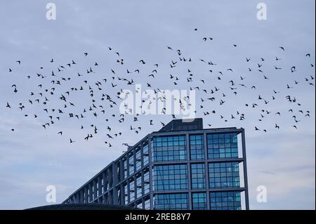 Berlin, Deutschland. 26. Juli 2023. Eine Schar Stars fliegt über den Hauptbahnhof. Laut Ornithologe Sieste ist die Abriegelung von Gebieten derzeit die größte Bedrohung für Vögel in Berlin. Da immer mehr Gebiete aufgebaut werden, wird der Lebensraum der Vögel in der Stadt immer kleiner. Kredit: Annette Riedl/dpa/Alamy Live News Stockfoto