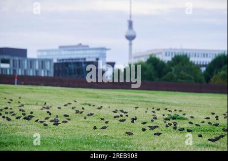 Berlin, Deutschland. 26. Juli 2023. Eine Herde von Stars Futterpflanzen im Spreebogenpark zwischen dem Regierungsbezirk und dem Hauptbahnhof. Laut Ornithologe Sieste ist die Abriegelung von Gebieten derzeit die größte Bedrohung für Vögel in Berlin. Da immer mehr Gebiete aufgebaut werden, wird der Lebensraum der Vögel in der Stadt immer kleiner. Kredit: Annette Riedl/dpa/Alamy Live News Stockfoto