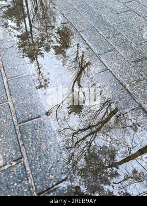 Nasser kopfsteingepflasterter Gehweg mit Bäumen, die sich nach starkem Regen in der Wasserpfütze spiegeln Stockfoto