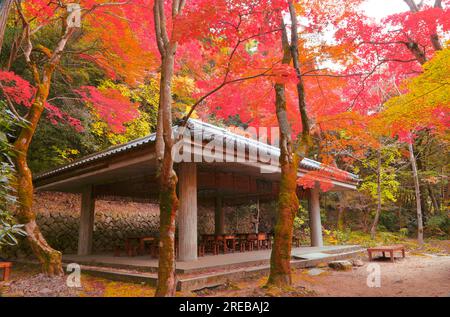 Der Zuihoji-Park im Herbst Stockfoto