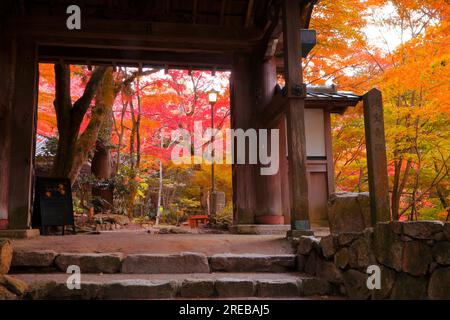 Der Zuihoji-Park im Herbst Stockfoto