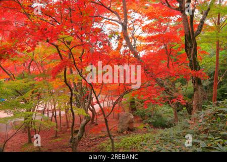 Der Zuihoji-Park im Herbst Stockfoto