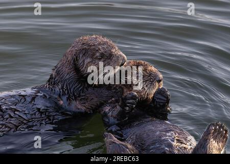 Nahaufnahme von zwei Seeottern (Enhydra lutris), die im Ozean an der kalifornischen Küste treiben. Zur Seite schauen. Stockfoto