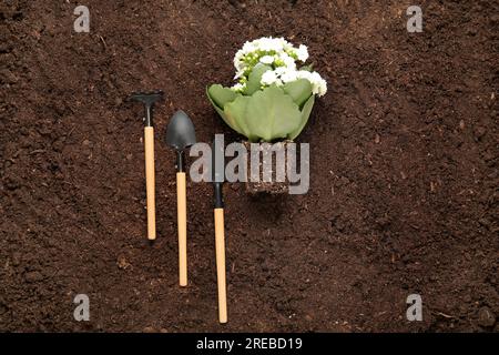 Pflanzen Sie mit Erde, Schaufeln und Rechen im Garten Stockfoto