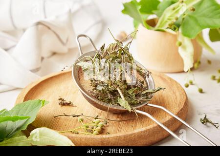 Nahaufnahme trockene Minze - Zutaten für die Zubereitung von natürlichem organischem Linden und Minze-Kräutertee Stockfoto