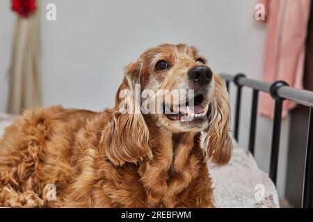 Gemütlicher Hundeausflug, englischer Cocker Spaniel auf dem Bett. Stockfoto