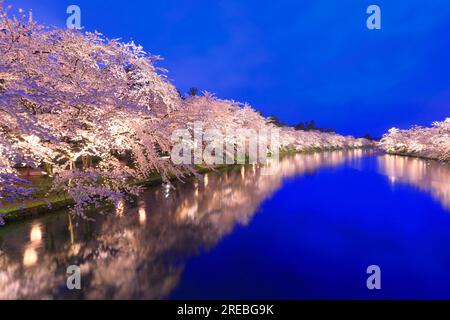 Aufleuchtende Kirschblüten im Schloss Hirosaki Stockfoto